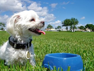 dog with food bowl